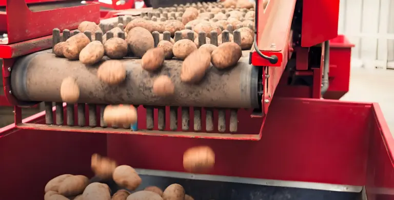 Potatoes on conveyor