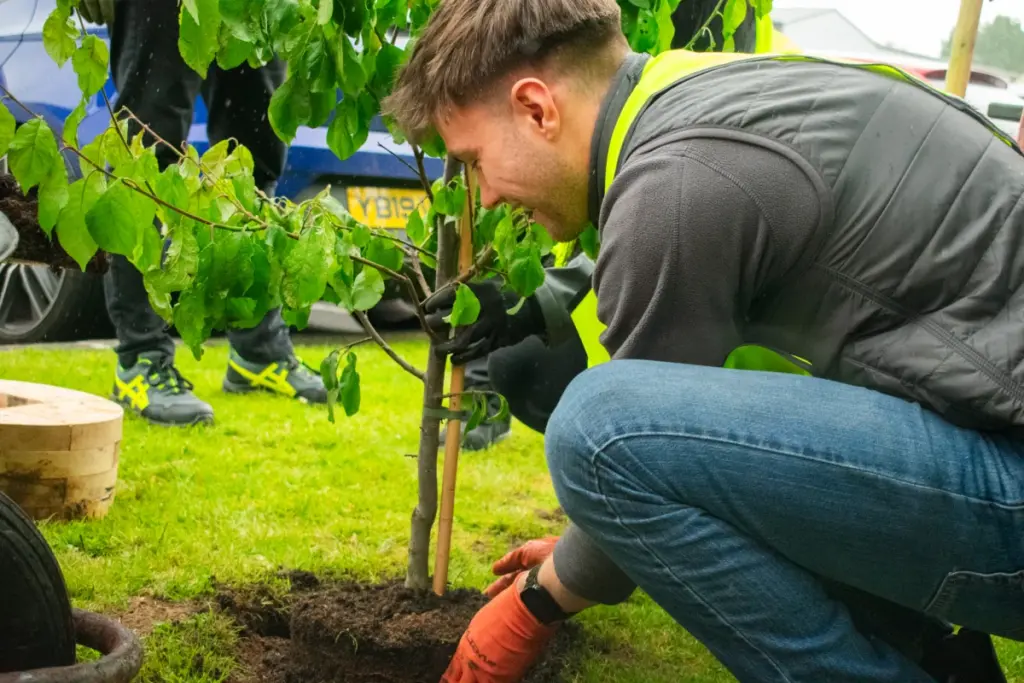 Planting a tree